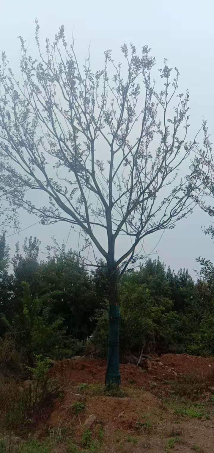 江蘇樸樹(shù)批發(fā)_江蘇樸樹(shù)價(jià)格_江蘇樸樹(shù)苗木基地