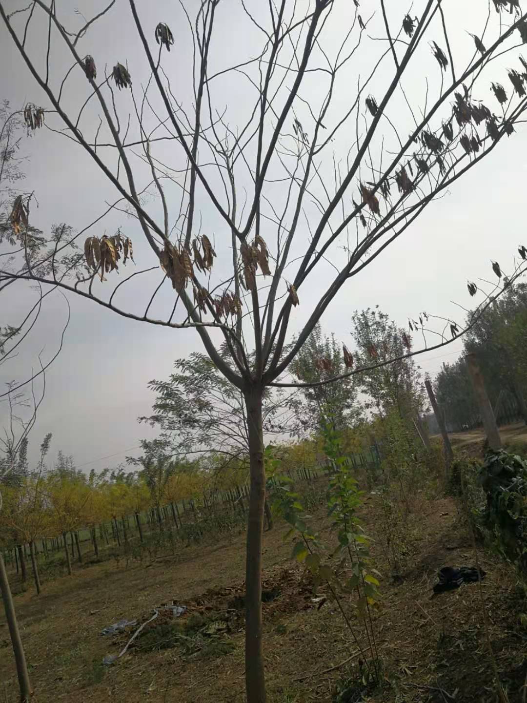 歡迎光臨-湖北合歡樹 湖北合歡樹基地直銷價格便宜-邳州市銀杏森林苗圃場總部