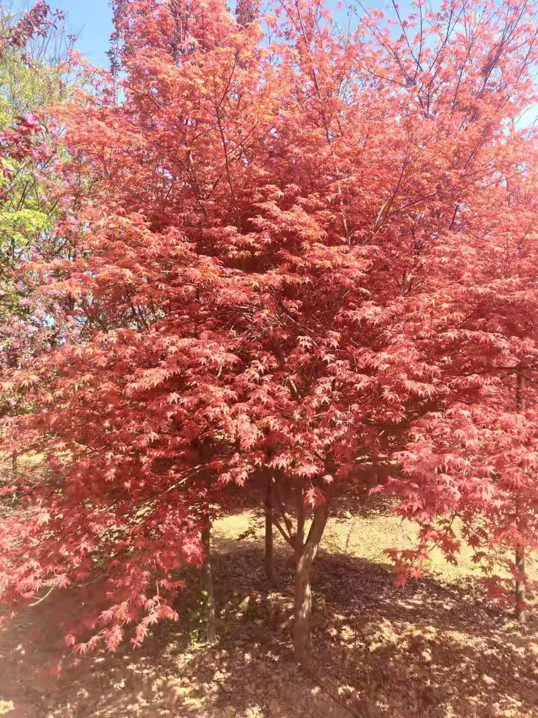湖南日本紅楓，湖南日本紅楓批發(fā)，湖南日本紅楓多少錢