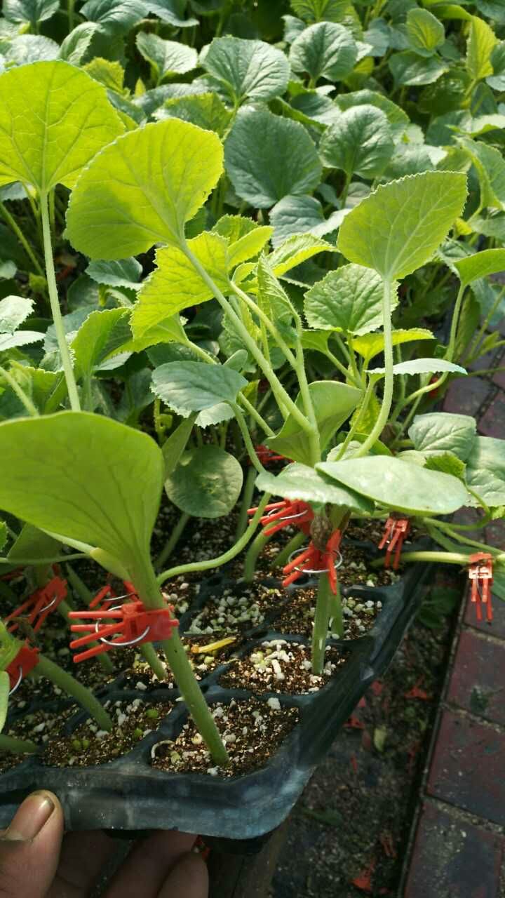 甜瓜 苗綠寶甜瓜種子 綠寶甜瓜苗 綠寶甜瓜嫁接苗 苗多多種業(yè) 壽光大型育苗基地 壽光蔬菜大棚