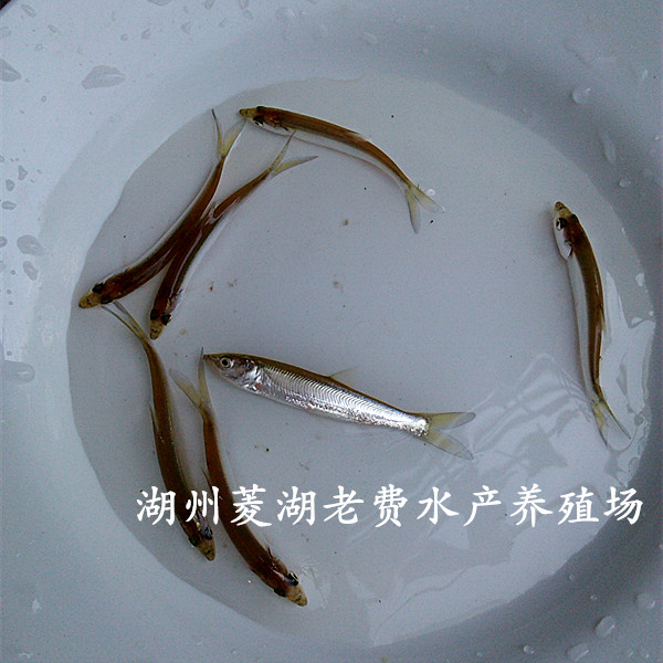 供應湖北鳡魚苗3-5公分鱤魚苗批發(fā)
