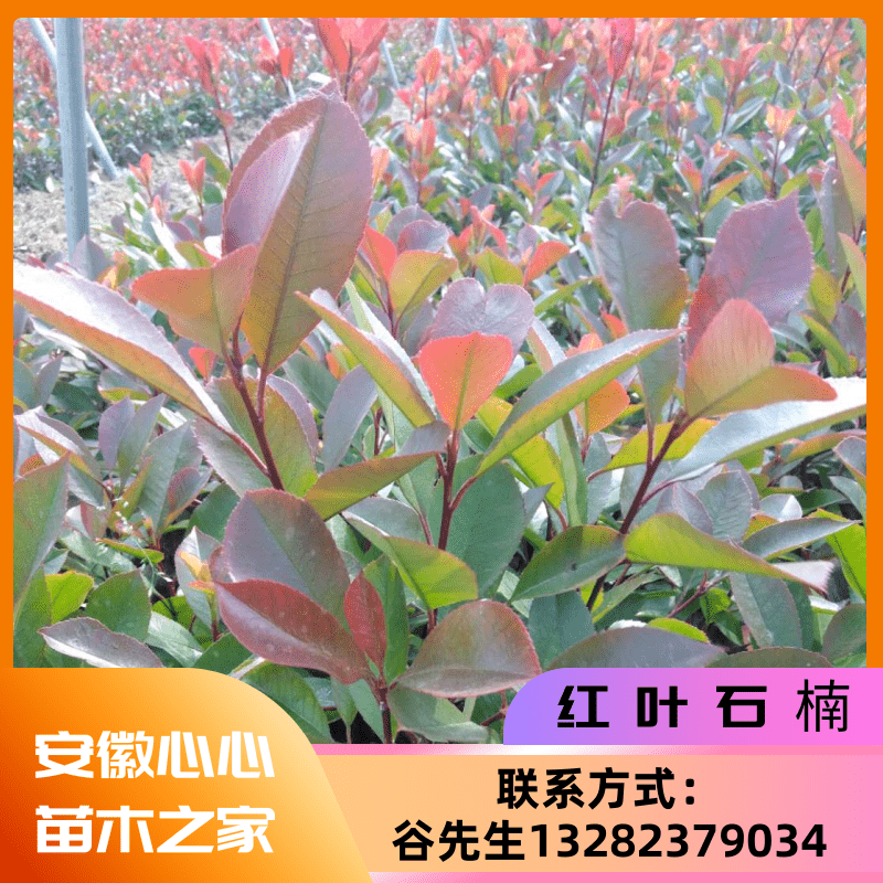 安徽臨泉紅葉石楠種植場-紅葉石楠價格表-紅葉石楠銷售