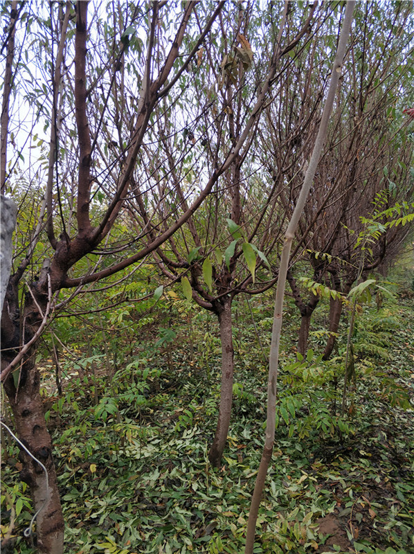 山東泰安@0-100公分@山桃  青藤苗木經(jīng)營(yíng)中心