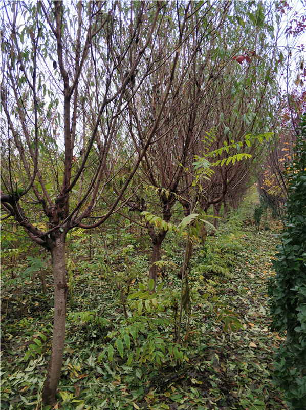 山東泰安@0-100公分@山桃  青藤苗木經(jīng)營(yíng)中心