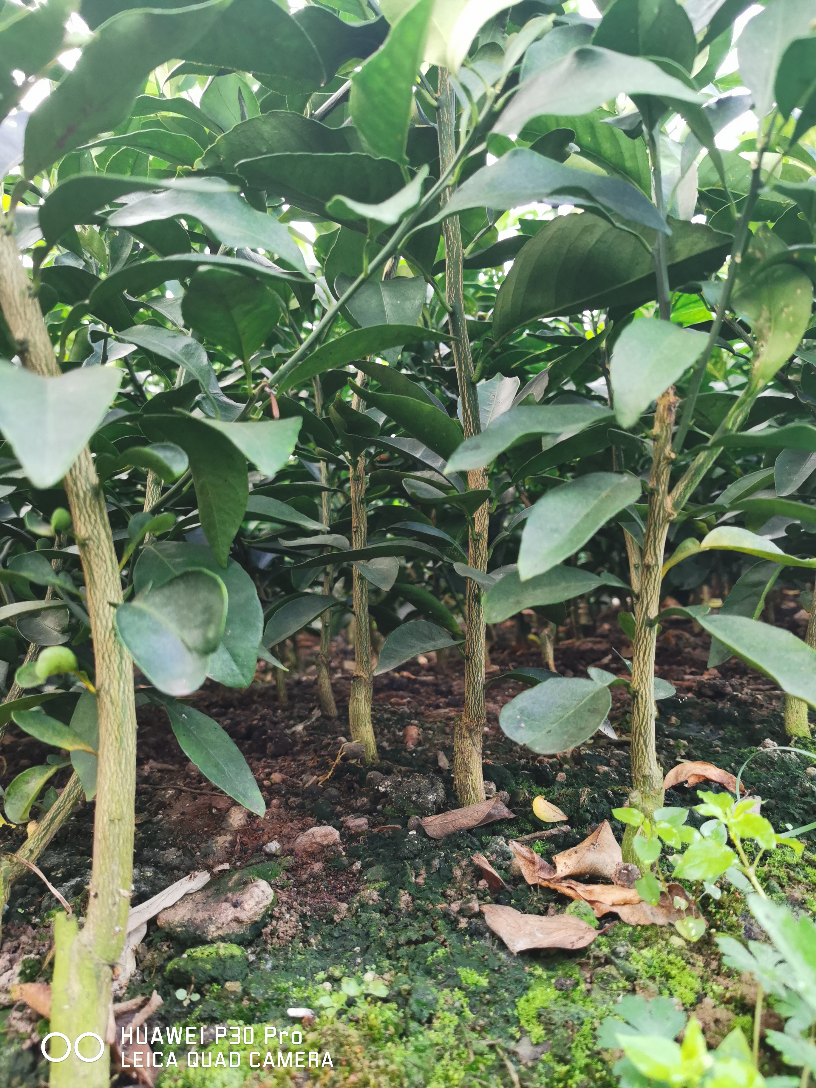 甘平批發(fā)-價格-哪家好 甘平批發(fā)基地