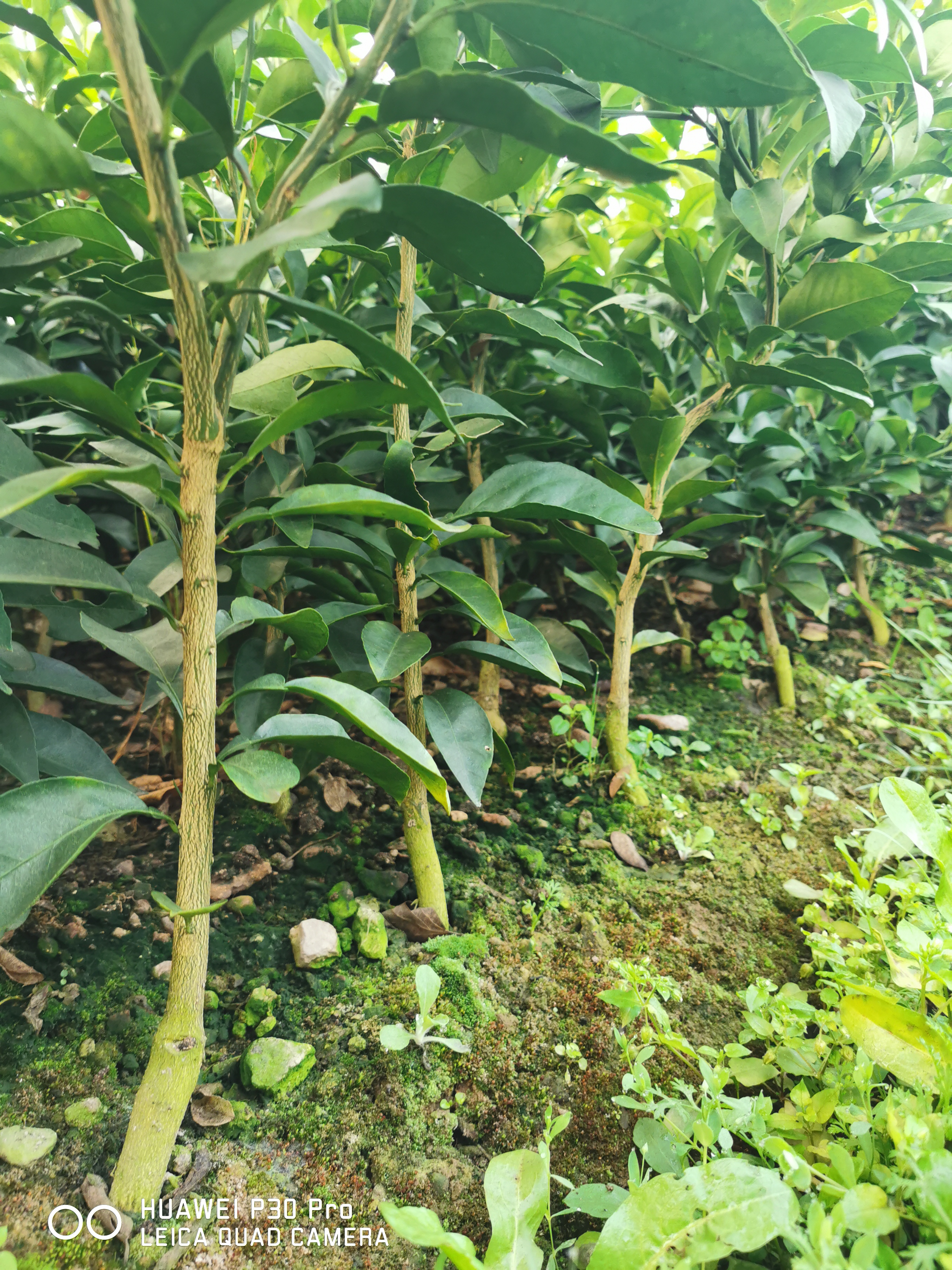 甘平批發(fā)-價(jià)格-哪家好