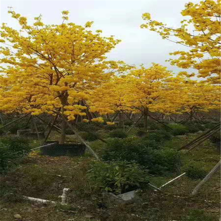 黃花風(fēng)鈴木 全冠多花風(fēng)鈴木批發(fā) 黃花風(fēng)鈴木移植苗價(jià)格
