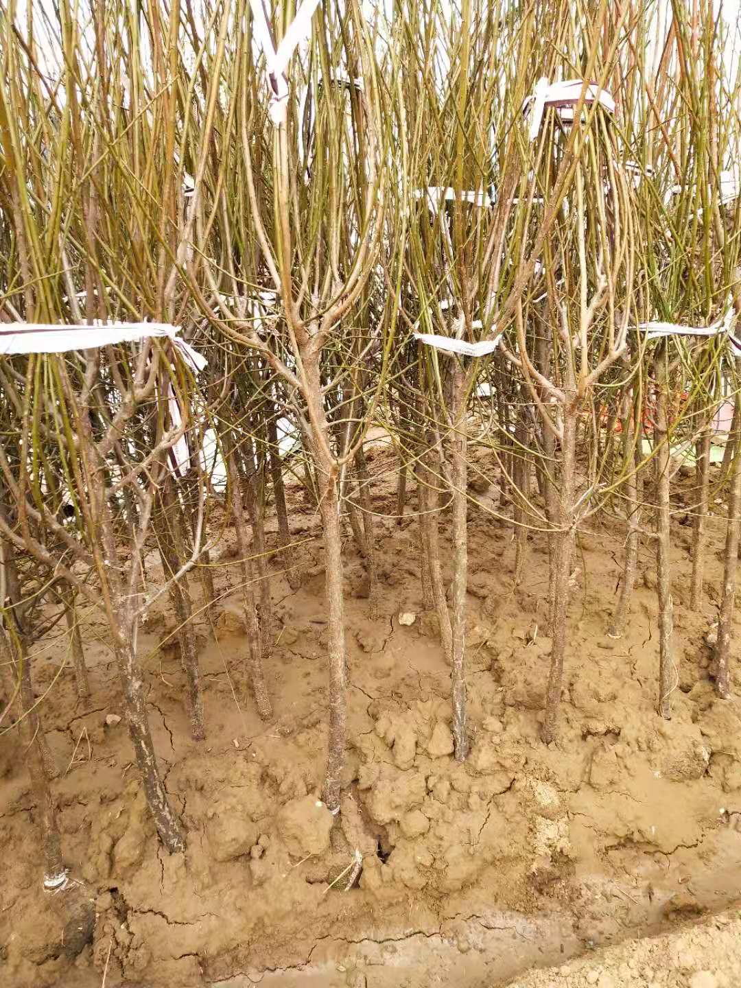 安徽紅梅種植基地、供貨商、批發(fā)【沭陽(yáng)花木大*有限公司 】