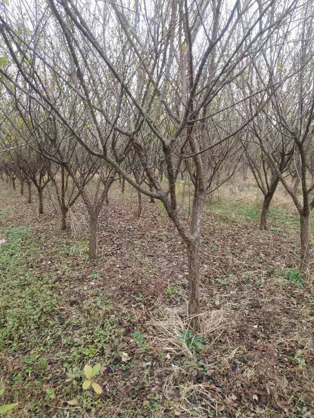 安徽紅梅種植基地、供貨商、批發(fā)【沭陽(yáng)花木大*有限公司 】