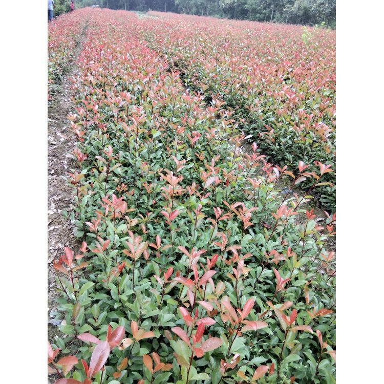 紅葉石楠球大小杯苗廠家報(bào)價(jià) 紅葉石楠球大小杯苗批發(fā)廠家