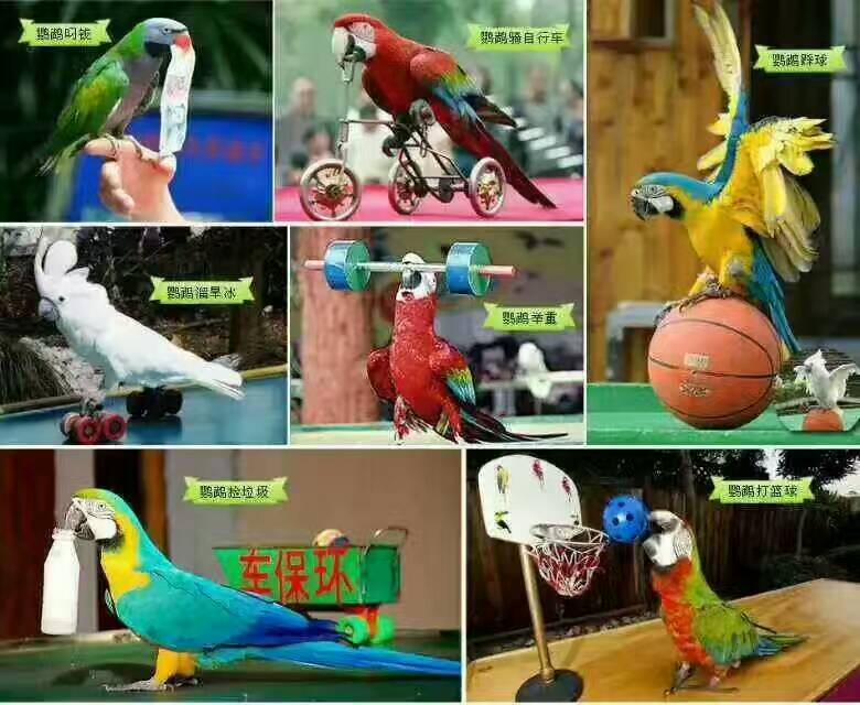 百鳥朝鳳 動(dòng)物*設(shè)備 百鳥展設(shè)備租賃