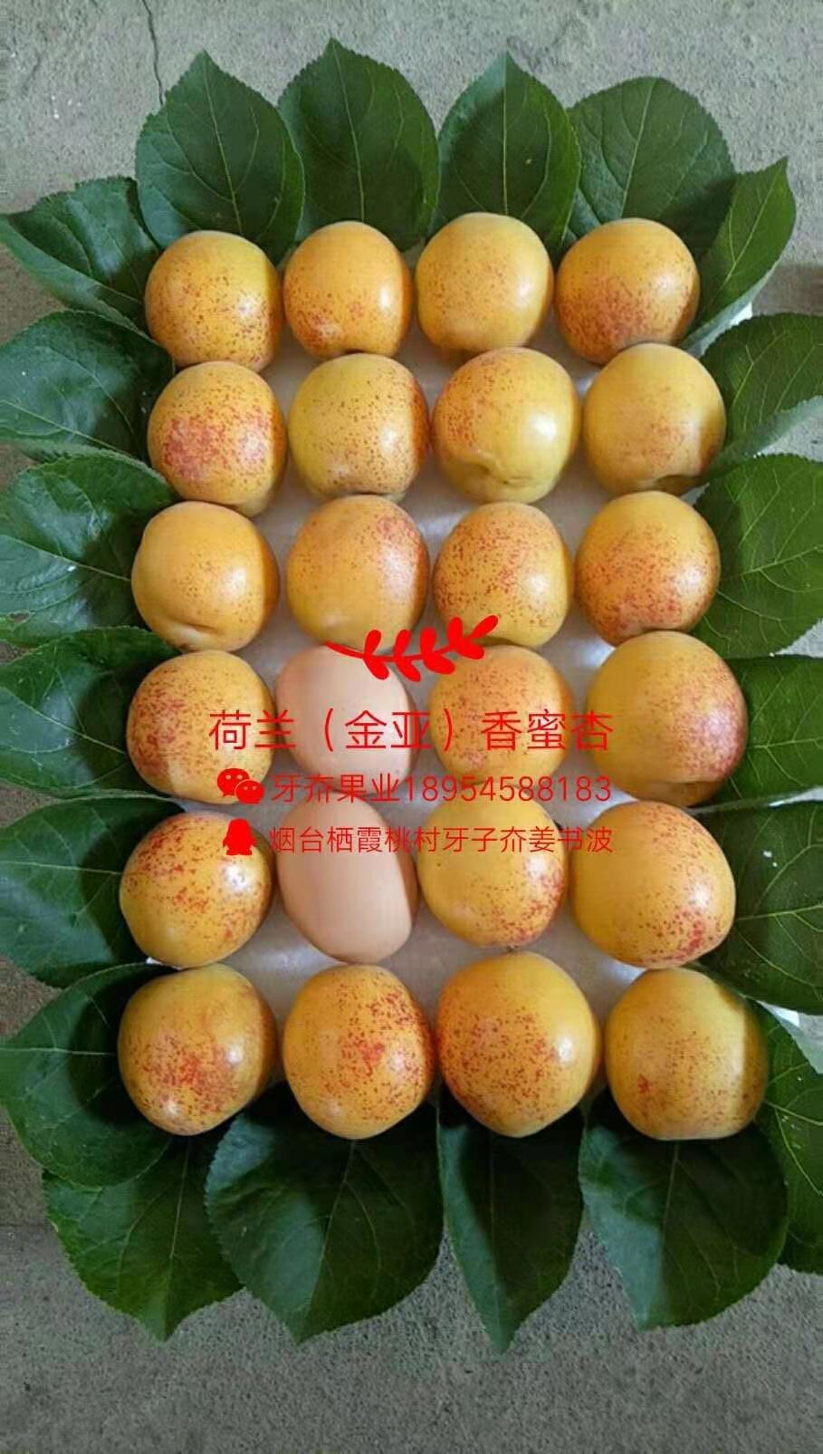 安徽香蜜杏批發(fā)、產(chǎn)地*、銷售、價格【棲霞市牙夼果業(yè)專業(yè)合作社】