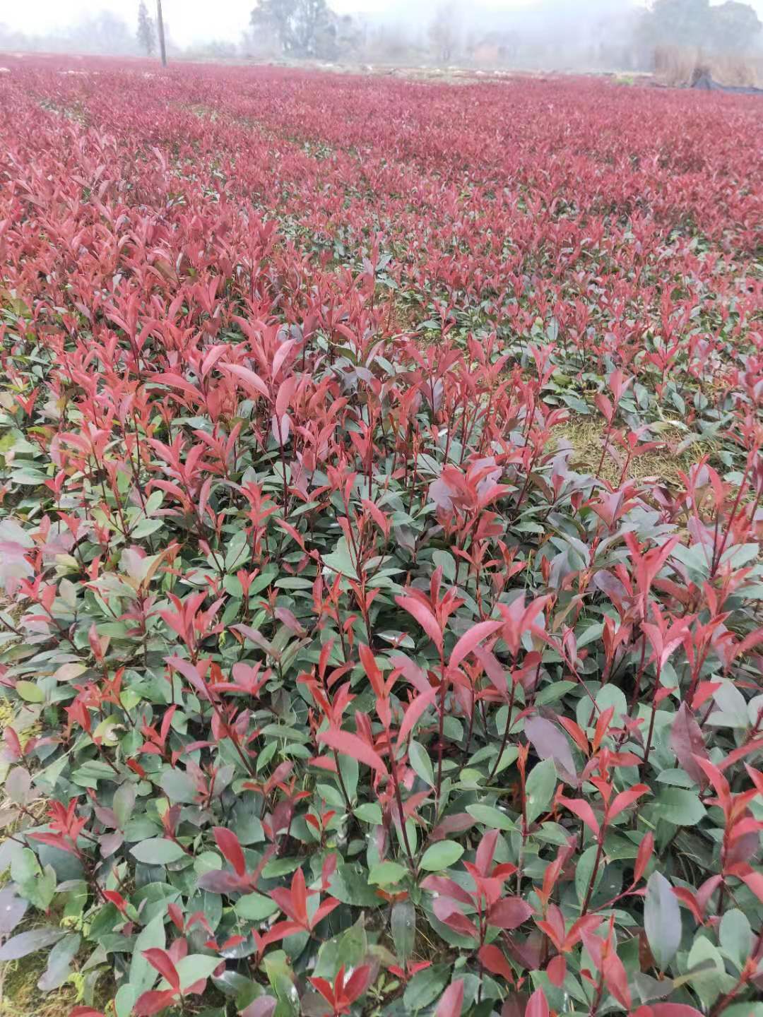 優(yōu)質(zhì)紅葉石楠小苗，特價(jià)一年紅葉石楠小苗， 紅葉石楠小苗基地