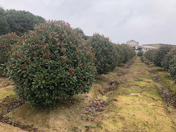 福州大量批發(fā)紅葉女貞基地_紅葉石楠價格