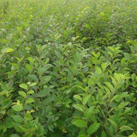 綠化小苗基地直銷綠化苗木 樸樹(shù)小苗 江西樸樹(shù) 江西樸樹(shù)基地批發(fā)