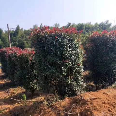 紅葉石楠 石楠樹(shù) 紅葉石楠苗價(jià)格表 江西紅葉石楠 江西紅葉石楠批發(fā) 江西紅葉石楠批發(fā)價(jià)格