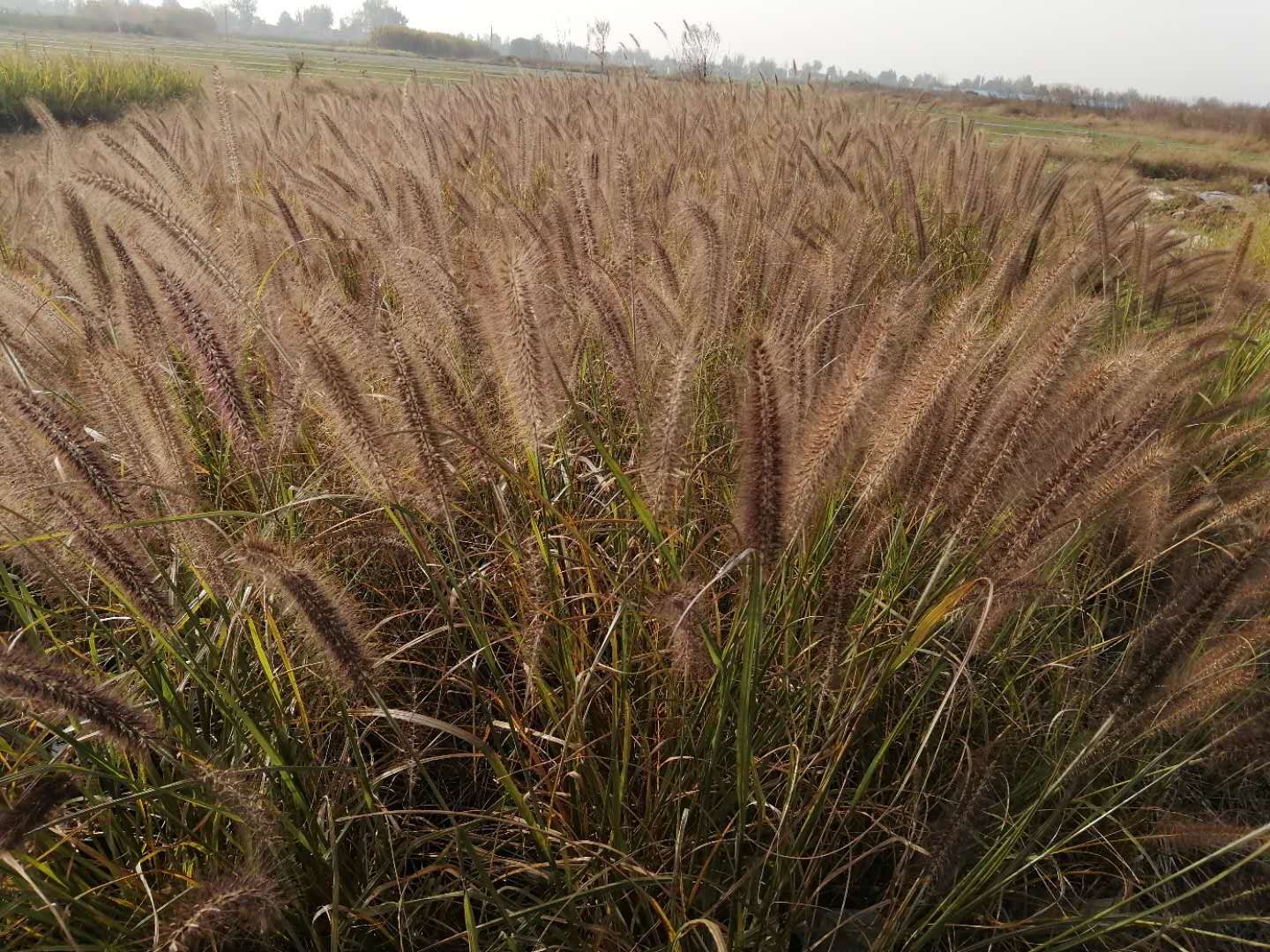 河北小兔子*尾草批發(fā)基地 紫穗*尾草哪家價格便宜