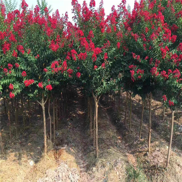 美國紅花紫薇1-8公分紅火箭紅火球基地批發(fā)公鼎苗木場