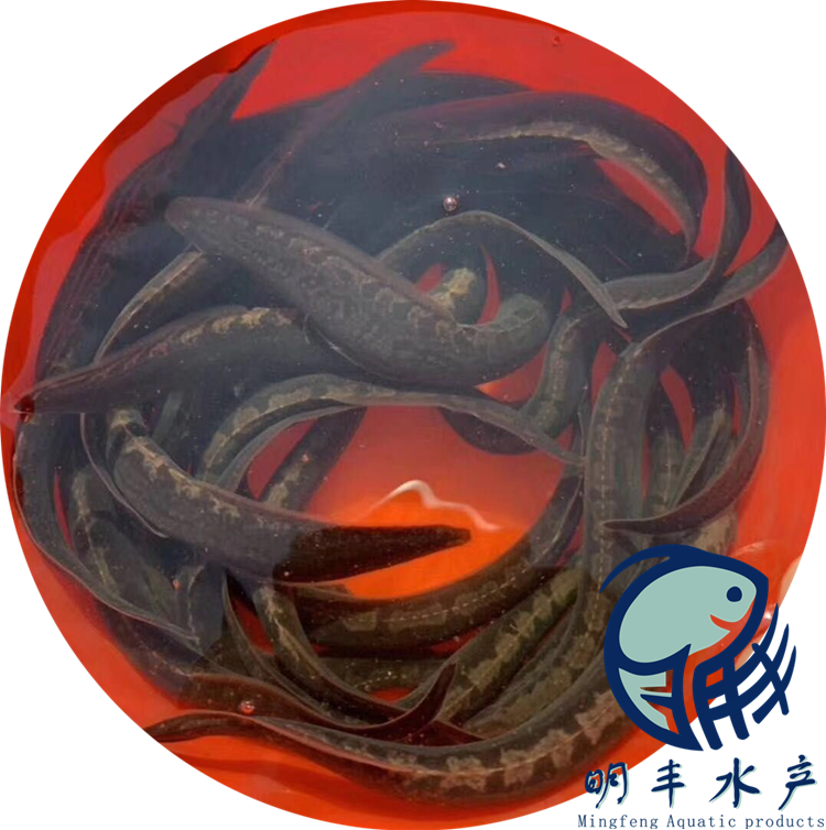 高州刺鰍魚苗活體淡水養(yǎng)殖天然沙塘批發(fā) 出售 供應【廣州明豐水產(chǎn)有限公司】