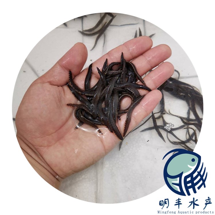 廣州刺鰍魚苗批發(fā)、價(jià)格、供應(yīng)商、哪家好【廣州明豐水產(chǎn)有限公司】