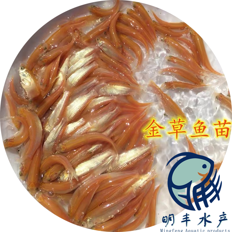 批發(fā)廣水市金草皖魚(yú)苗 淡水皖魚(yú)苗長(zhǎng)勢(shì)良好陸空發(fā)貨