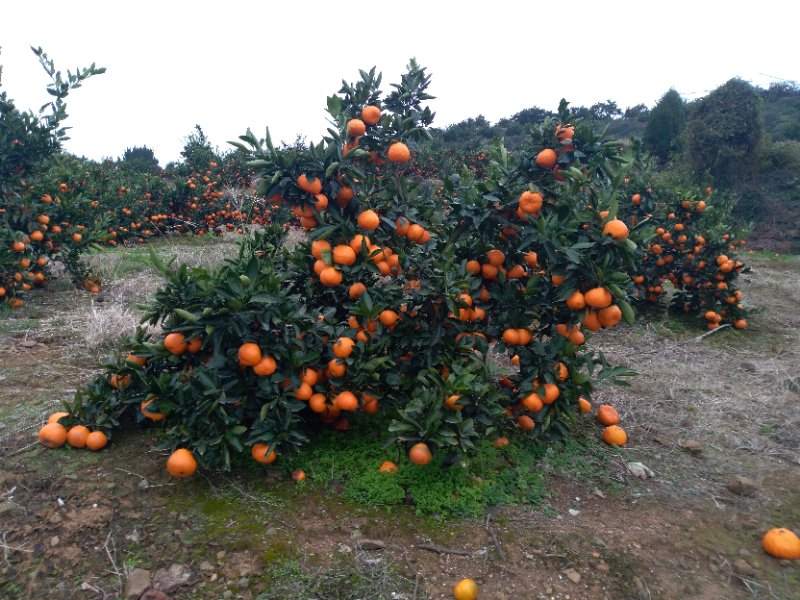 江蘇由良柑橘果苗 生產(chǎn)基地 種植園哪家好（金華市金東區(qū)浩均家庭農(nóng)場(chǎng)）