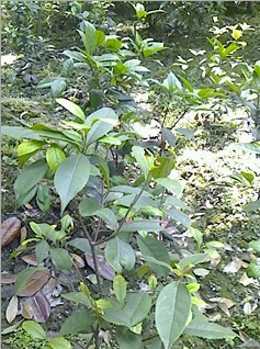 四川成都 供應(yīng)綠化灌木 四季桂籠子 (佛頂珠桂花) 日香桂