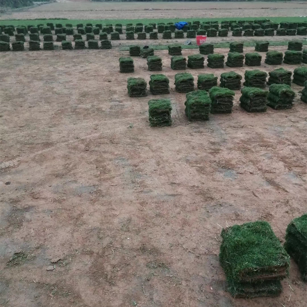 馬尼拉草皮基地批發(fā)價格 福建馬尼拉草皮