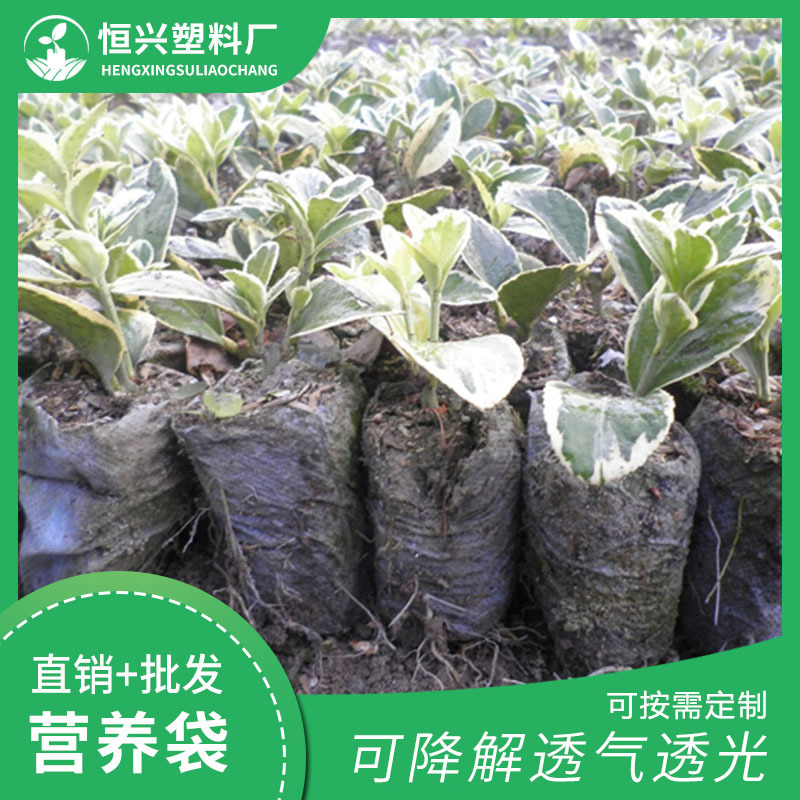 無紡布營(yíng)養(yǎng)袋價(jià)格 無紡布營(yíng)養(yǎng)袋廠家 無紡布育苗袋供應(yīng)