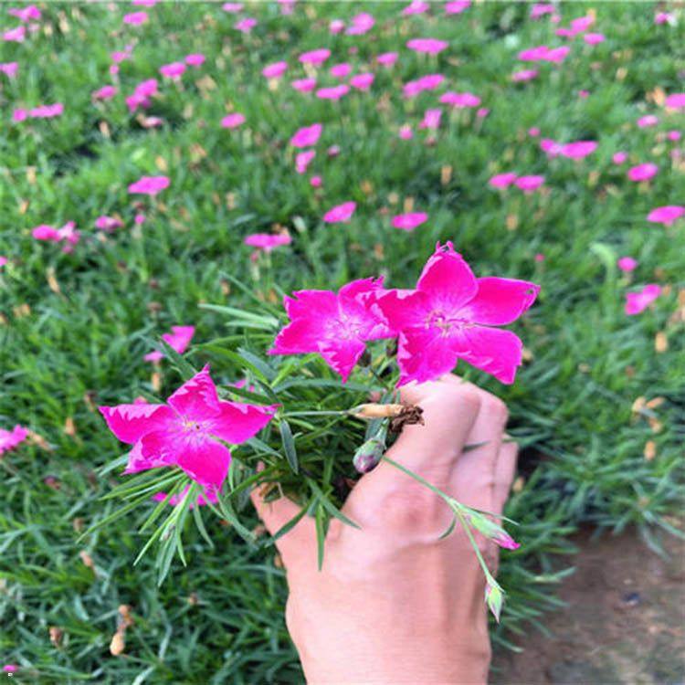 歐石竹花市場(chǎng)報(bào)價(jià)、濟(jì)南歐石竹花種植戶