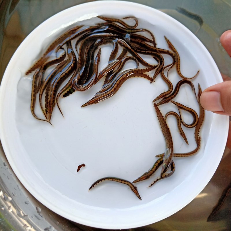 *刺鰍魚苗鱸魚苗批發(fā)場(chǎng) 廣東港興刺鰍苗價(jià)格