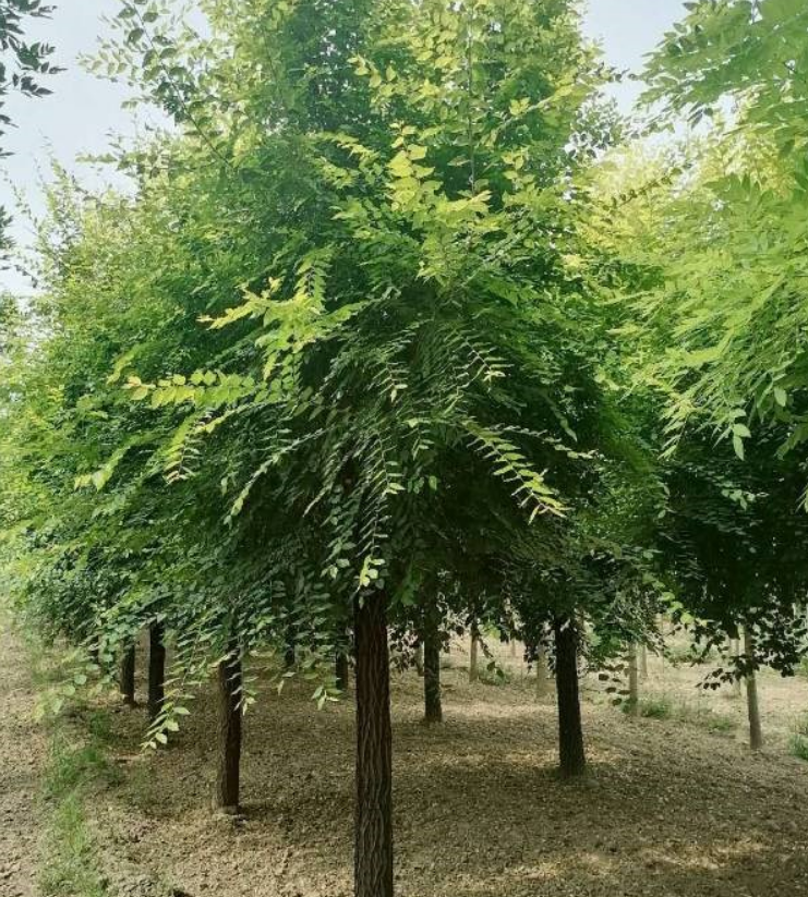 金葉榆報(bào)價(jià)  金葉榆哪家好