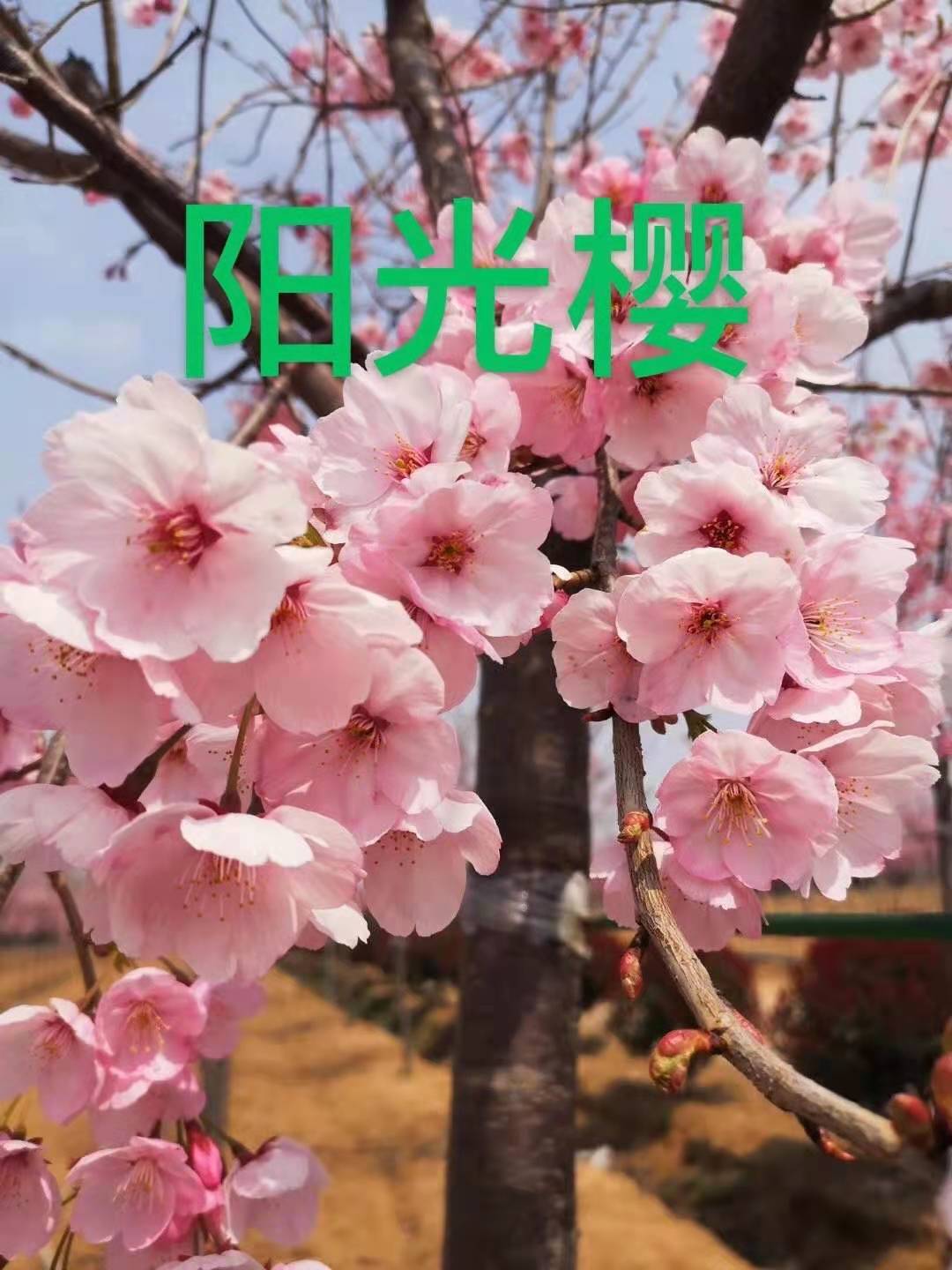 陽(yáng)光櫻廠家供應(yīng)  陽(yáng)光櫻供應(yīng)商