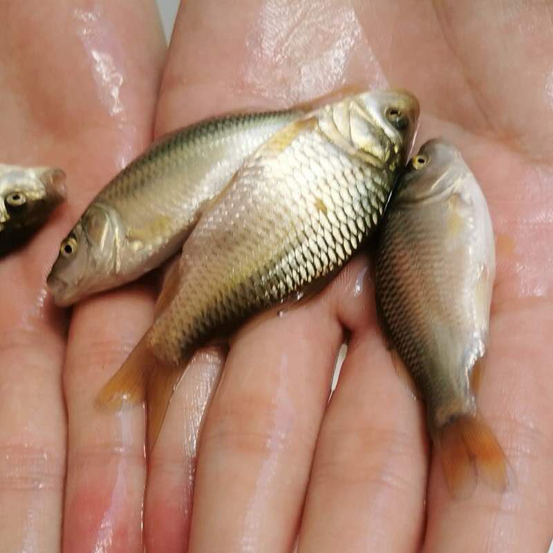 高州鯉魚苗大量批發(fā)-長勢(shì)良好-品質(zhì)可靠-*品種【廣州明豐水產(chǎn)有限公司】