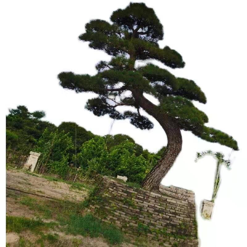 四川10-50公分羅漢松產(chǎn)地供應(yīng)價(jià)錢、羅漢松出售