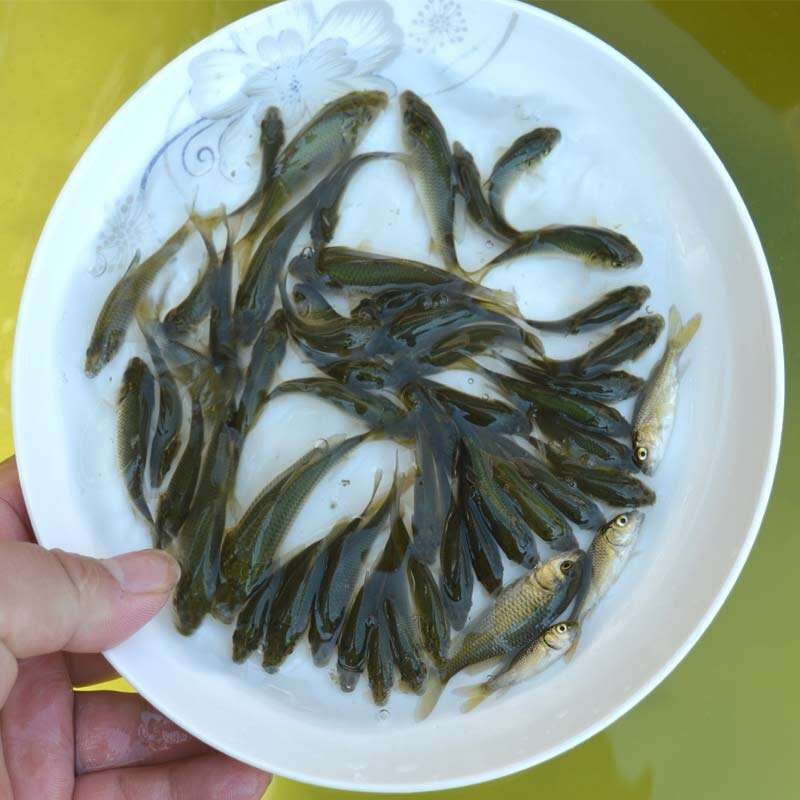 成都鯉魚苗市場行情養(yǎng)殖利潤好商家包郵【廣州明豐水產(chǎn)有限公司】