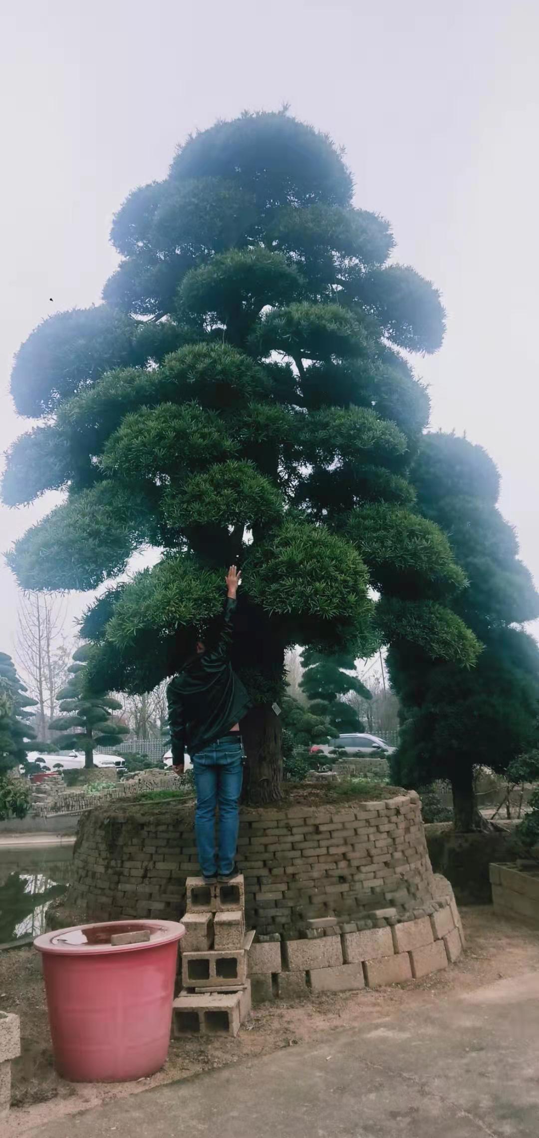 四川10-50公分羅漢松產(chǎn)地供應(yīng)價(jià)錢、羅漢松出售