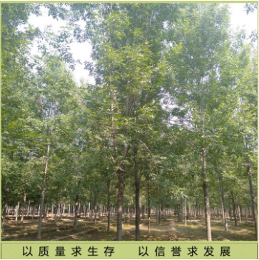 18公分白蠟 18公分白蠟現(xiàn)貨 18公分白蠟供應 18公分白蠟直銷 18公分白蠟價格 18公分白蠟哪里有 白蠟景觀樹