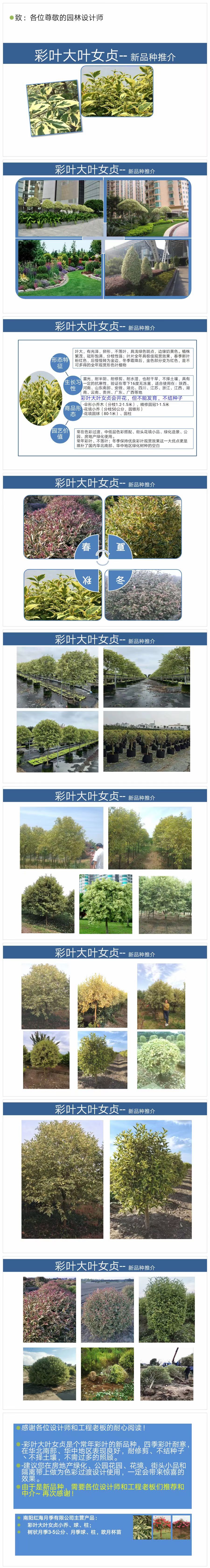 5公分彩葉大葉女貞價(jià)格、批發(fā)、種植基地【南陽龍記苗木】