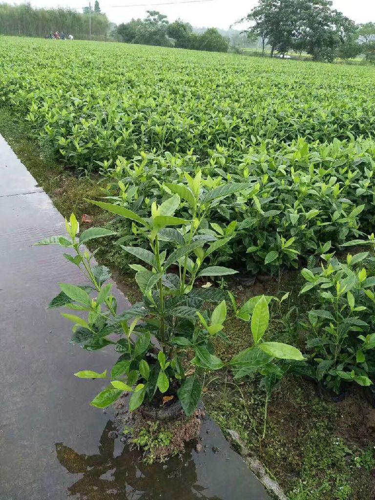 油茶大杯苗供應商  油茶大杯苗廠家報價