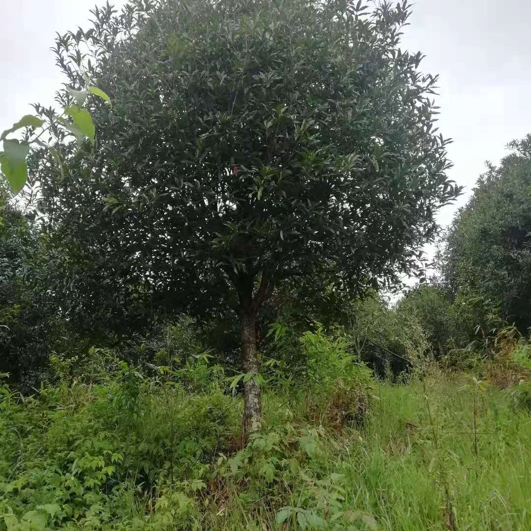 福建丹桂樹價格-批發(fā)-哪里好
