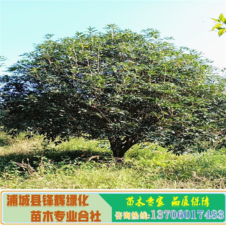 桂花苗 *桂花樹苗 丹桂樹基地批發(fā)桂花