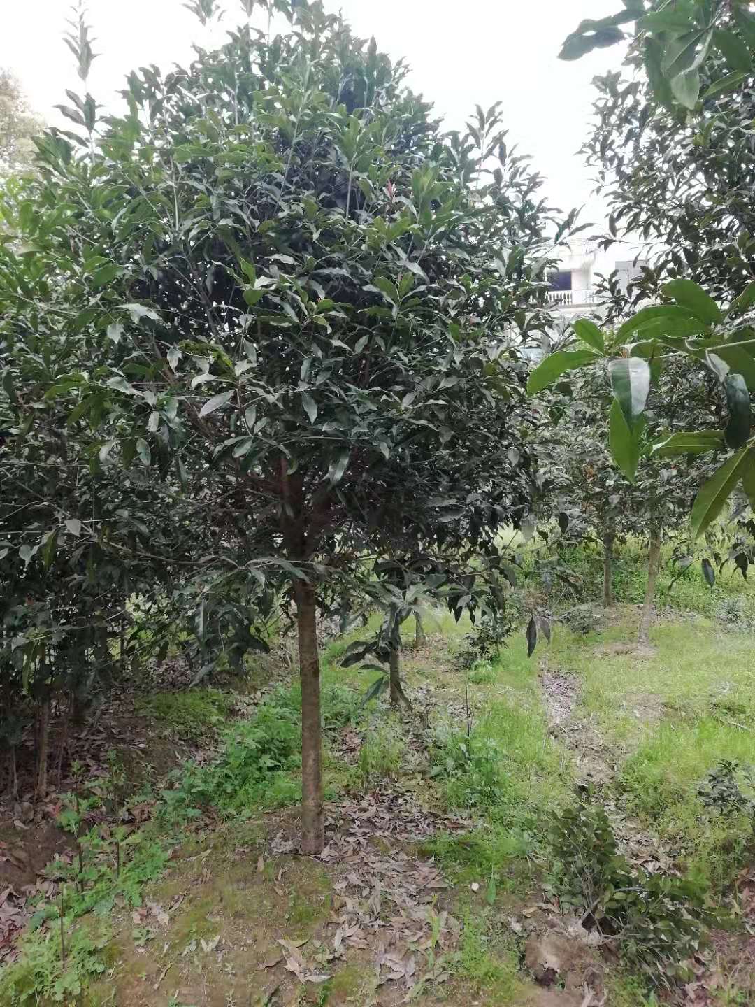 丹桂苗價格 丹桂苗廠家  丹桂苗報價