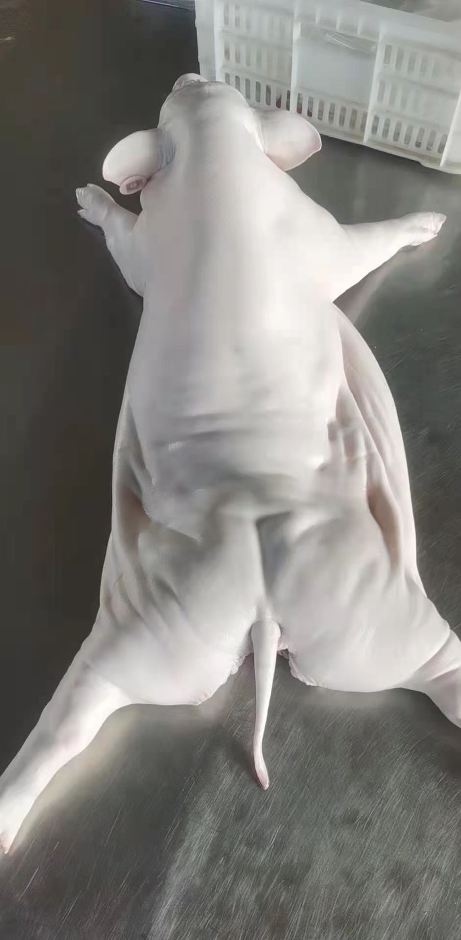 黑棕鵝批發(fā)-乳豬批發(fā) 黑棕鵝批發(fā)-乳豬批發(fā)