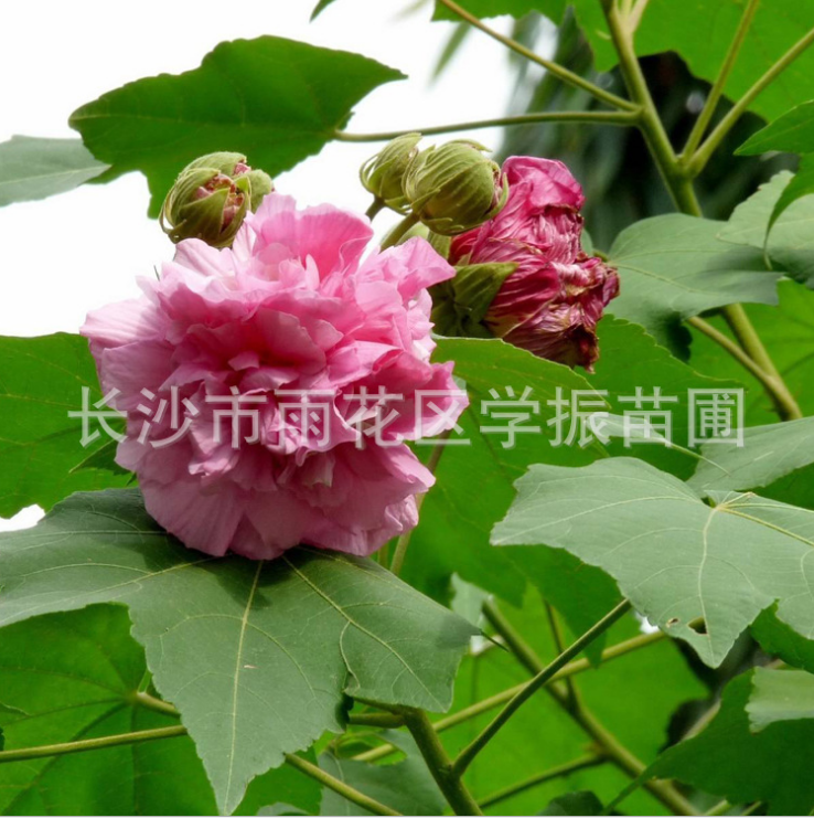 木芙蓉 木芙蓉供應 木芙蓉價格 木芙蓉種植 木芙蓉直銷 木芙蓉哪里有 木芙蓉哪里好