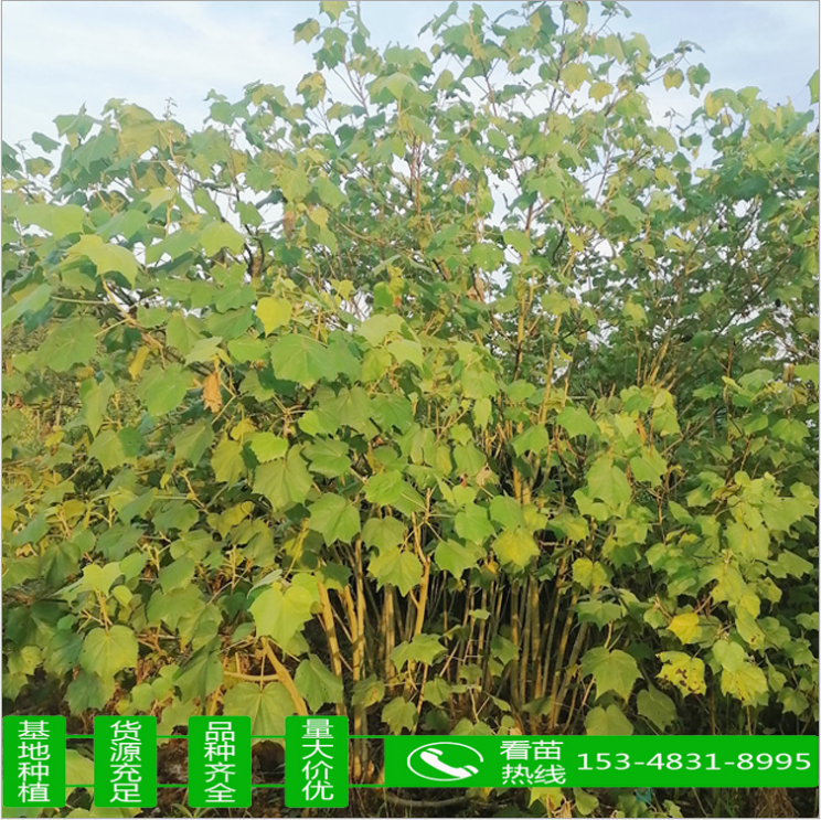 木芙蓉 木芙蓉供應 木芙蓉價格 木芙蓉種植 木芙蓉直銷 木芙蓉哪里有 木芙蓉哪里好