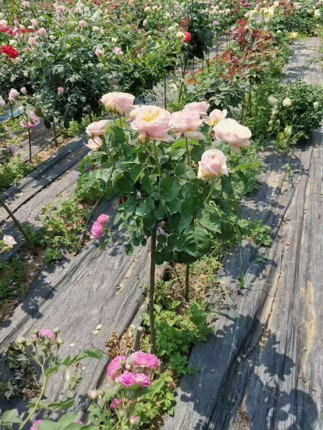 苗圃批發(fā)棒棒糖月季，批發(fā)基地，顏色鮮艷，庭院盆栽花卉