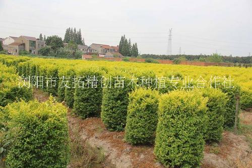湖南金冠女貞柱種植基地、大量供應(yīng)、批發(fā)、價(jià)格【瀏陽(yáng)市友拓精創(chuàng)苗木種植專業(yè)合作社】