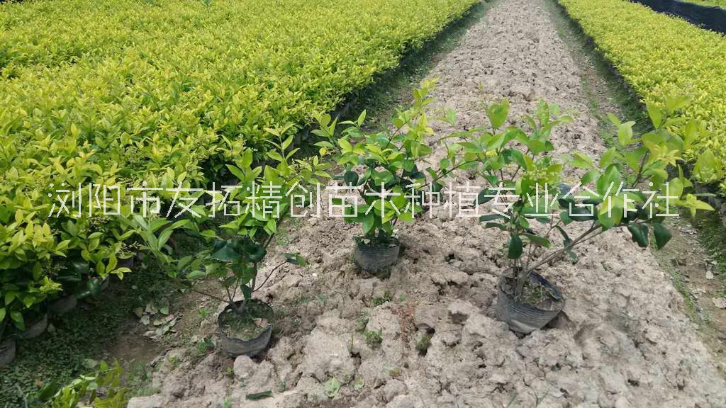 貴州金森女貞杯苗基地直銷、批發(fā)、價錢、產(chǎn)地*【瀏陽市友拓精創(chuàng)苗木種植專業(yè)合作社】