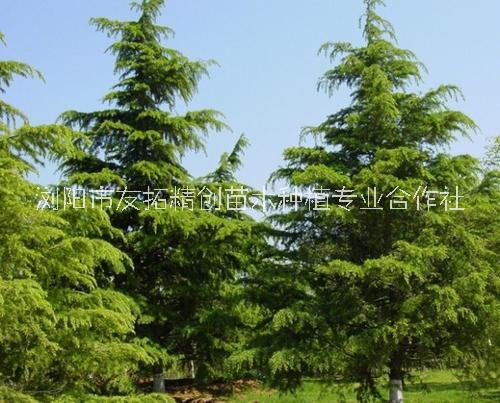 北京雪松種植基地批發(fā)訂購銷售報(bào)價(jià)熱線